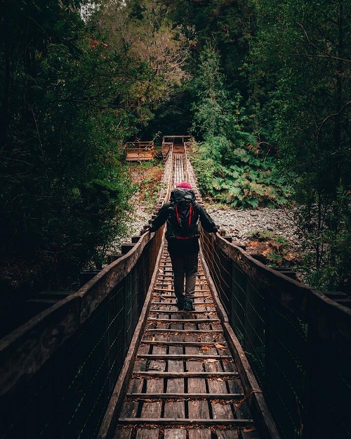 bosques-osorno.jpg